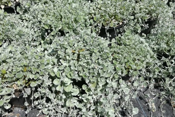 Kraken ссылка тор 2krnk biz