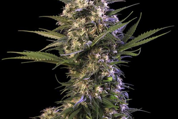 Как найти официальный сайт кракен