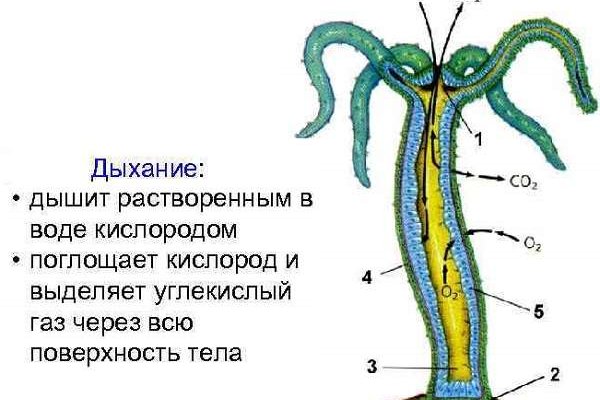 Darknet ссылки